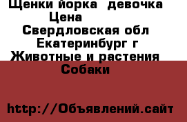 Щенки йорка (девочка) › Цена ­ 35 000 - Свердловская обл., Екатеринбург г. Животные и растения » Собаки   